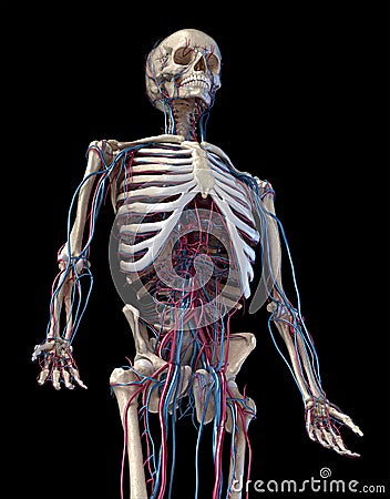 Human skeleton with veins and arteries. 3/4 upper part, Front side Cartoon Illustration