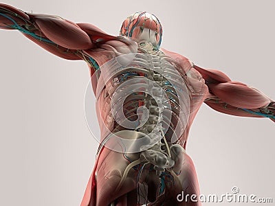 Human anatomy detail of back,spine. Bone structure, muscle. On plain studio background. Stock Photo