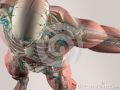 Human anatomy detail of chest and shoulder. Muscle, arteries. On plain studio background.Human anatomy detail of skull and shoulde Stock Photo