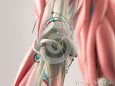 Human anatomy detail of shoulder,arm and neck. Bone structure, muscle, arteries. On plain studio background.Human anatomy detail o Stock Photo