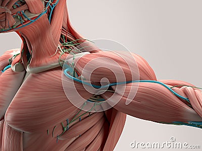 Human anatomy detail of shoulder. Muscle, arteries on plain studio background. Stock Photo