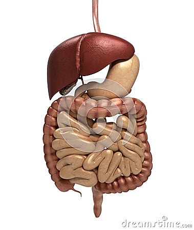 Human anatomy digestive system cutaway, including mouth. The oth Stock Photo