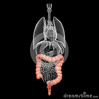 Human anatomy - digestive system Cartoon Illustration