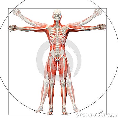 Human anatomy displayed as the vitruvian man Stock Photo