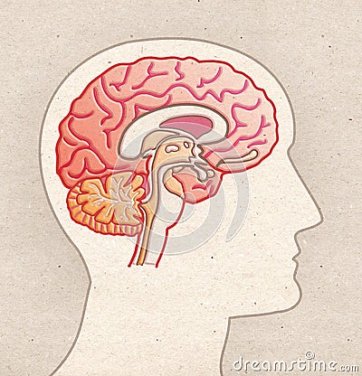 Human Anatomy drawing - Profile Head with BRAIN Sagittal section Cartoon Illustration