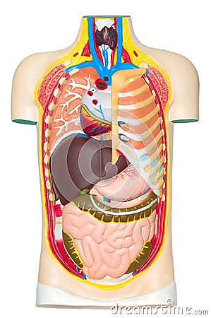 Human anatomy dummy Stock Photo