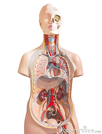 Human anatomy dummy Stock Photo