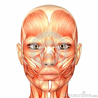 Human Anatomy - Face Royalty Free Stock Images - Image: 4443279