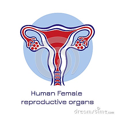 Human anatomy Female reproductive system, female reproductive organs. Organs location scheme uterus, cervix, ovary, fallopian tube Cartoon Illustration