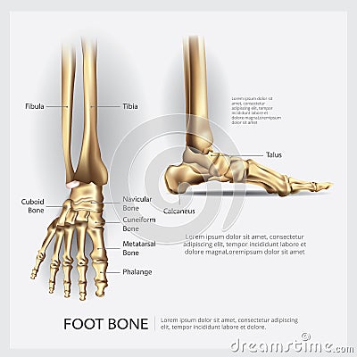 Human Anatomy Foot Bone Vector Illustration