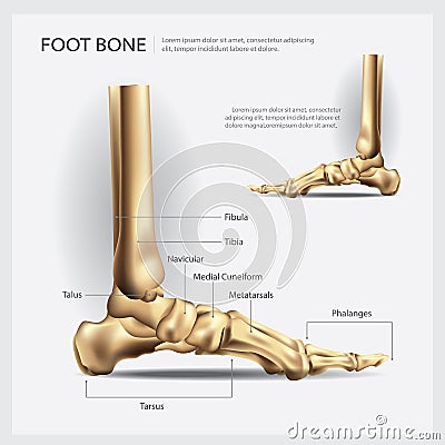 Human Anatomy Foot Bone Vector Illustration