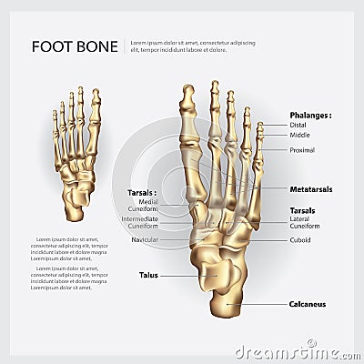 Human Anatomy Foot Bone Vector Illustration