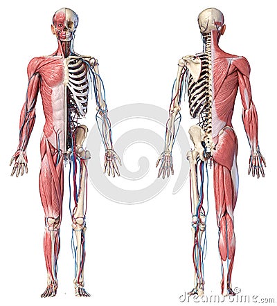 3d Illustration of Human full body skeleton with muscles, veins and arteries Stock Photo