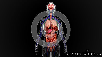 Human Anatomy Stock Photo