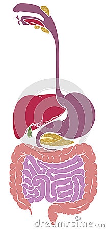 Human Anatomy Gastrointestinal Tract Diagram Vector Illustration
