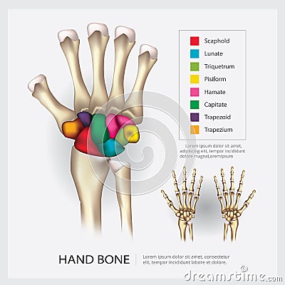 Human Anatomy Hand Bone Vector Illustration