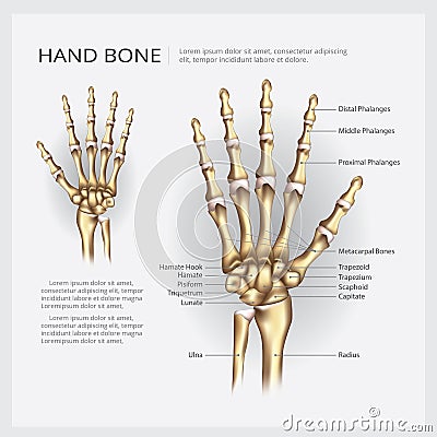 Human Anatomy Hand Bone Vector Illustration