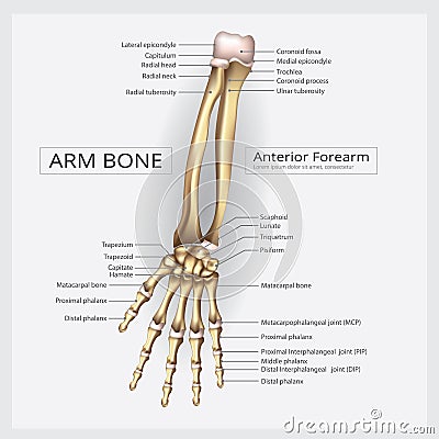 Human Anatomy Hand Bone Vector Illustration