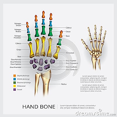 Human Anatomy Hand Bone Vector Illustration