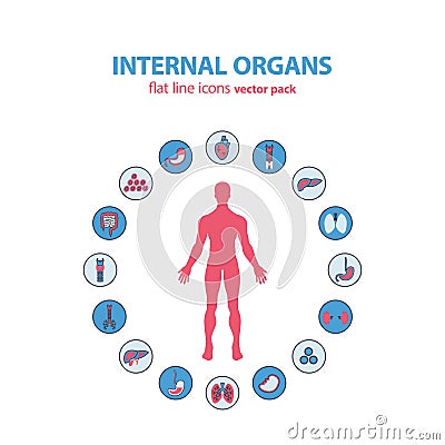 Human anatomy icons. Vector internal organs pictogram set. Vector Illustration