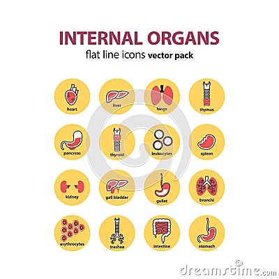 Human anatomy icons. Vector internal organs pictogram set. Vector Illustration