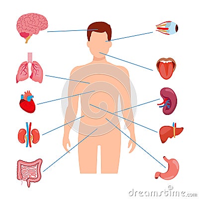 Human anatomy internal organ set Vector Illustration