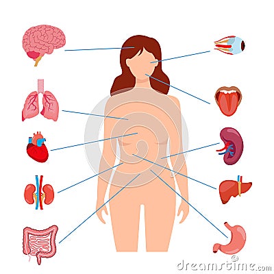 Human anatomy internal organ set Vector Illustration