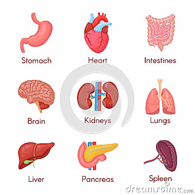 Human anatomy internal organ set Vector Illustration