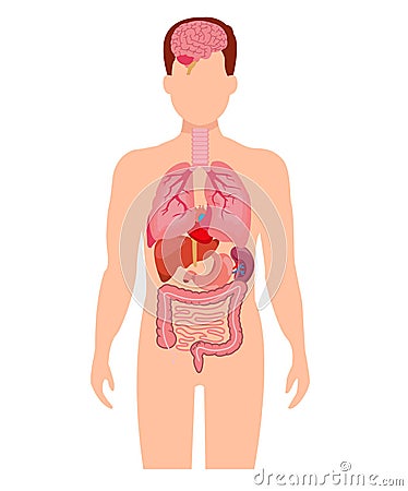 Human anatomy internal organ set Vector Illustration