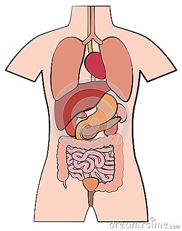 Human Anatomy Internal Organs Outline Illustration Vector Illustration