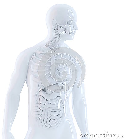 Human anatomy. Isolated, contains clipping path Stock Photo