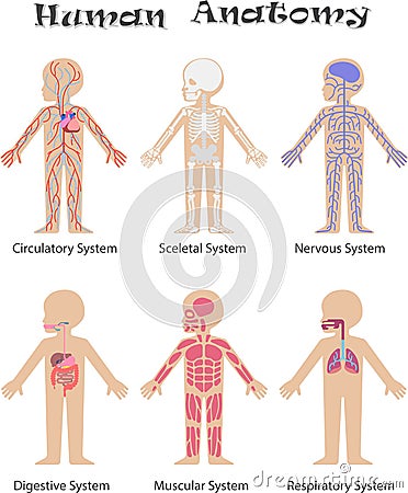 Human anatomy Vector Illustration