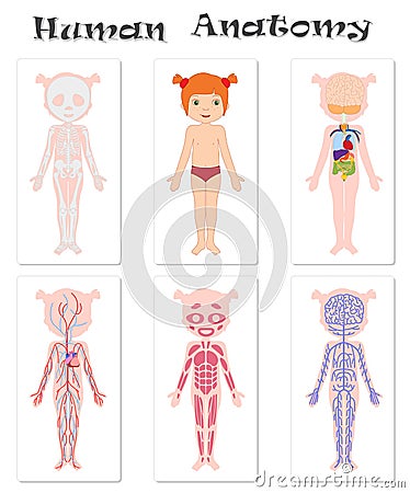 Human anatomy for kids Vector Illustration