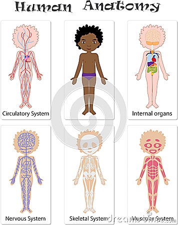 Human anatomy for kids Vector Illustration