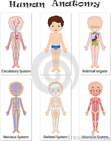 Human anatomy for kids Vector Illustration