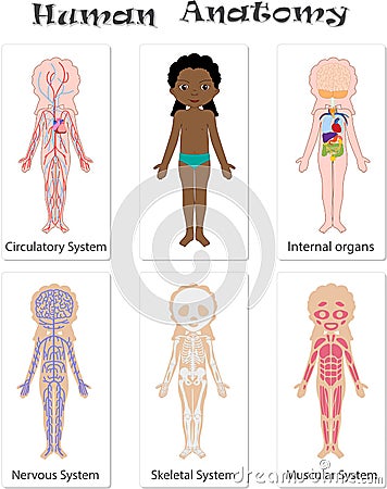 Human anatomy for kids Vector Illustration