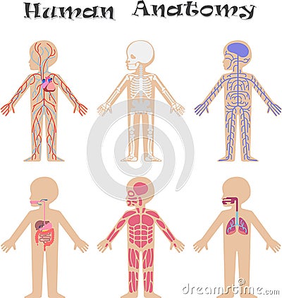 Human anatomy for kids Vector Illustration