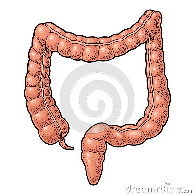 Human anatomy large intestine. Vector black vintage engraving illustration Vector Illustration