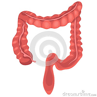 Human Anatomy. Large Intestine. Vector illustration isolated on a white background Stock Photo