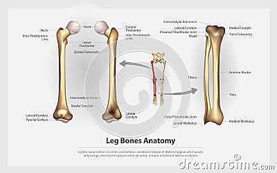 Human Anatomy Leg Bones with Detail Vector Illustration