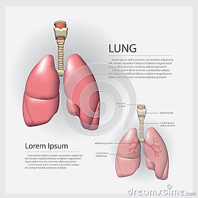 Human Anatomy Lung with Detail Vector Illustration