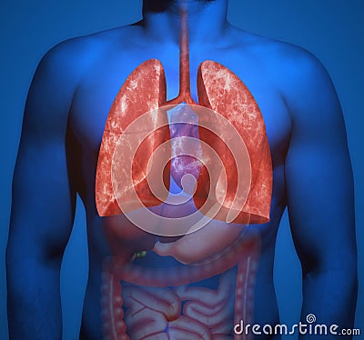 Human anatomy. The lungs. Stock Photo