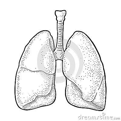 Human anatomy lungs. Vector black vintage engraving illustration Vector Illustration