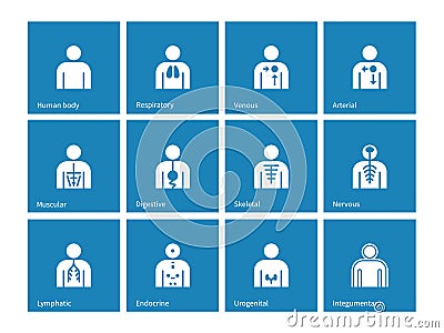 Human Anatomy lymphatic, integumentary, urogenital, endocrine, respiratory, nervous and digestive systems icons on blue Vector Illustration