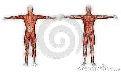 Human Anatomy - Male Muscles Stock Photo