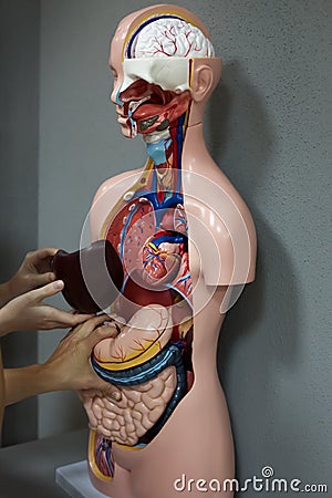 Human anatomy mannequin Stock Photo