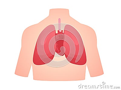 human anatomy organ lung heart pulmonary cardiac isolated background flat style Vector Illustration