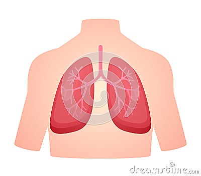 human anatomy organ lung pulmonary breath respiratory system white isolated background flat style Vector Illustration
