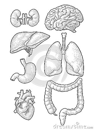 Human anatomy organs. Brain, kidney, heart, liver, stomach. Vector engraving Vector Illustration