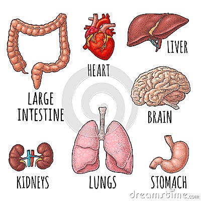 Human anatomy organs. Brain, kidney, heart, liver, stomach. Vector engraving Vector Illustration